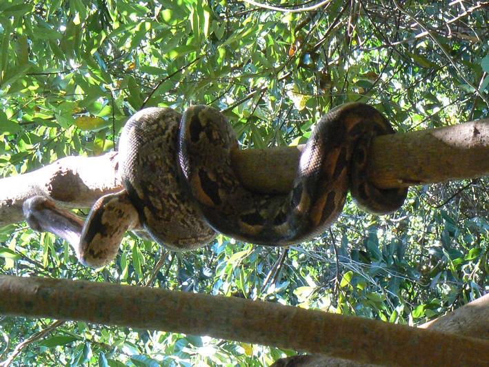 boa_madagascar.JPG