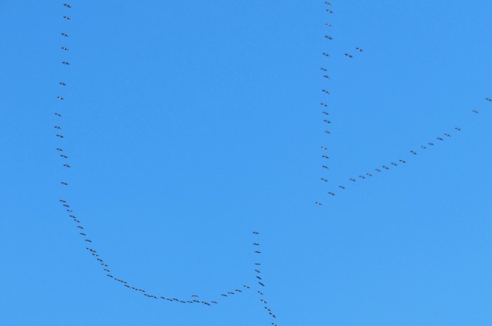 Grues2.JPG