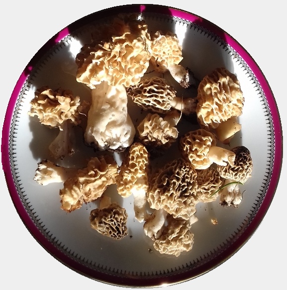 morilles.jpg