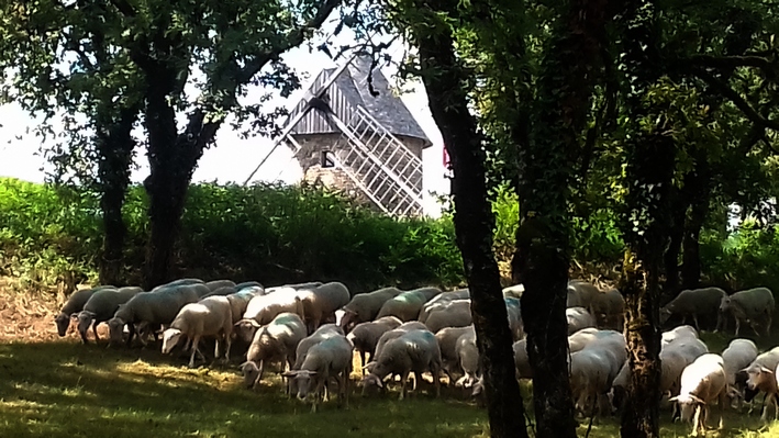 moutons_videgrenier3.jpg