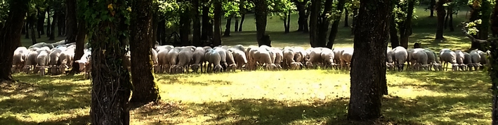 moutons_videgrenier4.jpg