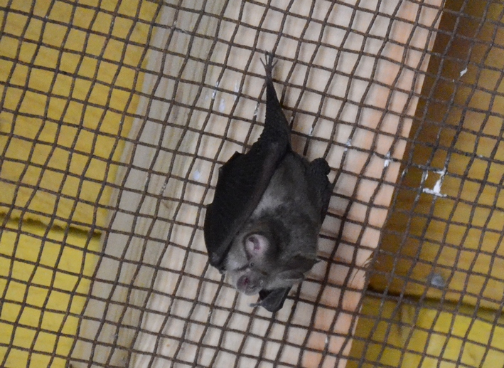 chauve-souris2.JPG