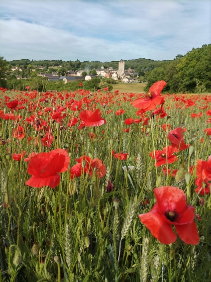 coquelicots.jpg