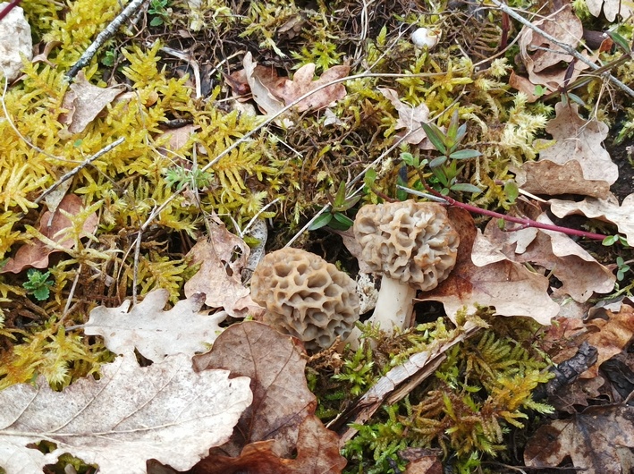 morilles.jpg