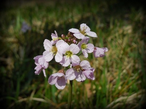 Cardamine_des_prees_1.jpg