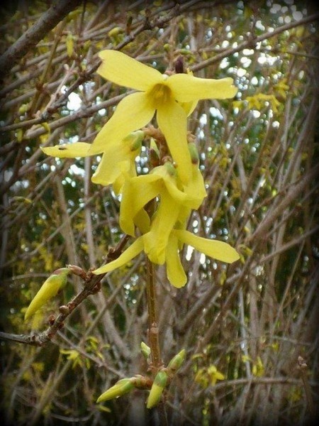 Forsythia_2.jpg