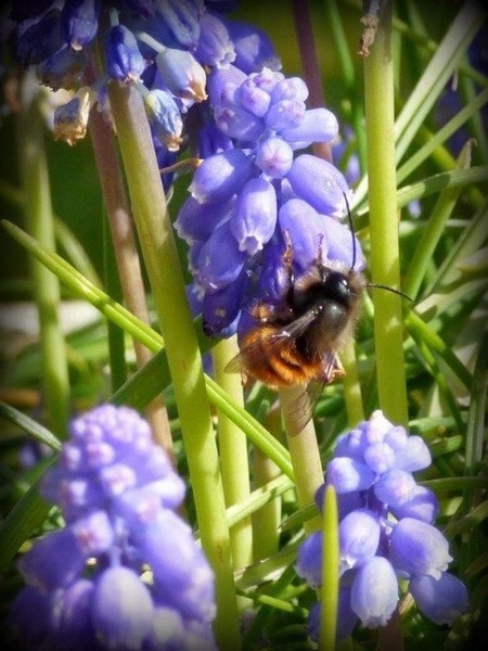 Muscari.jpg