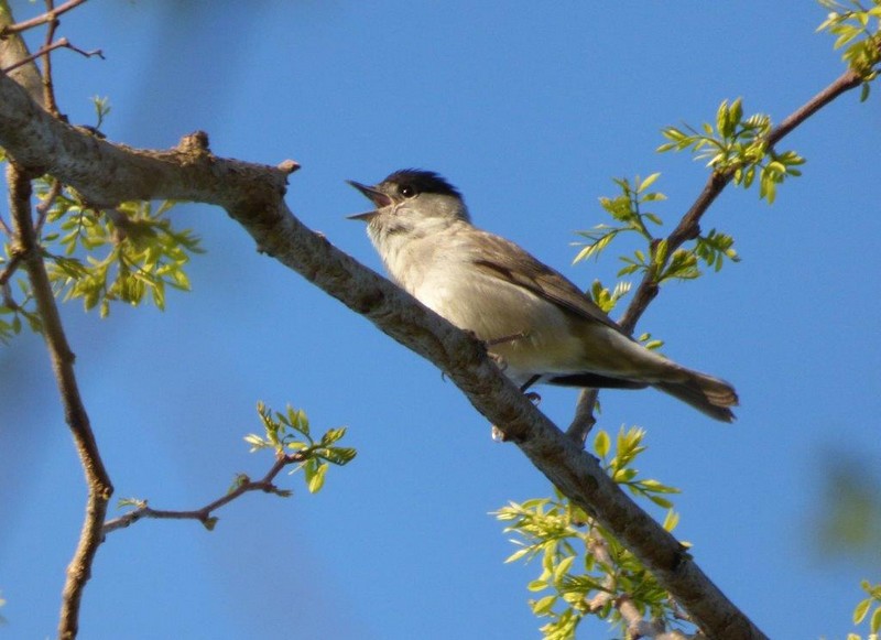 Fauvette_a_teete_noire__Blackcap__Zwartkop.jpg