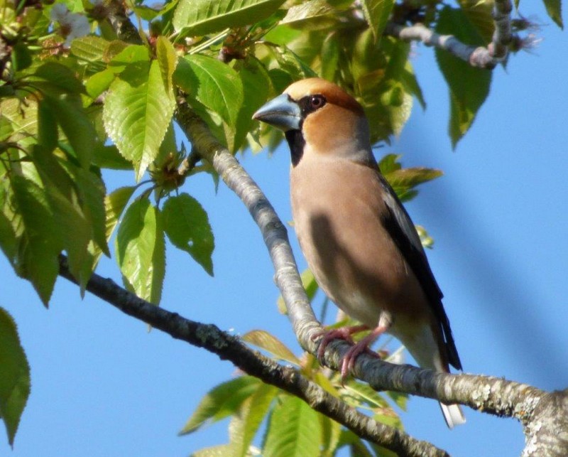 Gros-Bec__Hawfinch__Appelvink.jpg