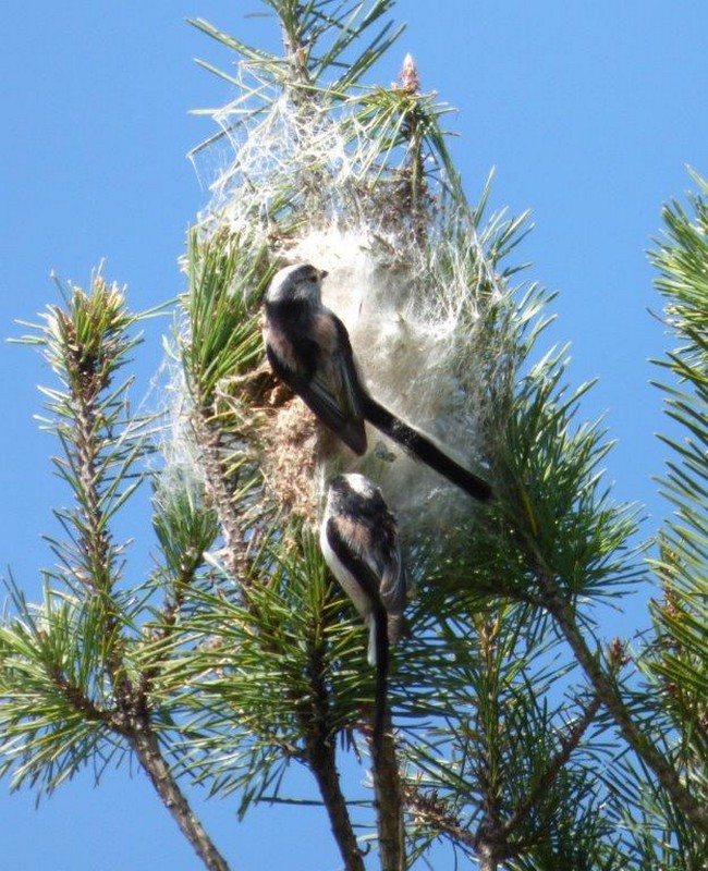 Meesange_a_longue_queue__Long-Tail_Tit__Staartmees.jpg