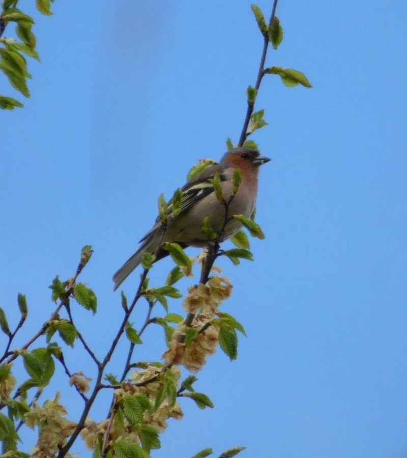 Pinson_des_arbres__Chaffinch__Vink.jpg