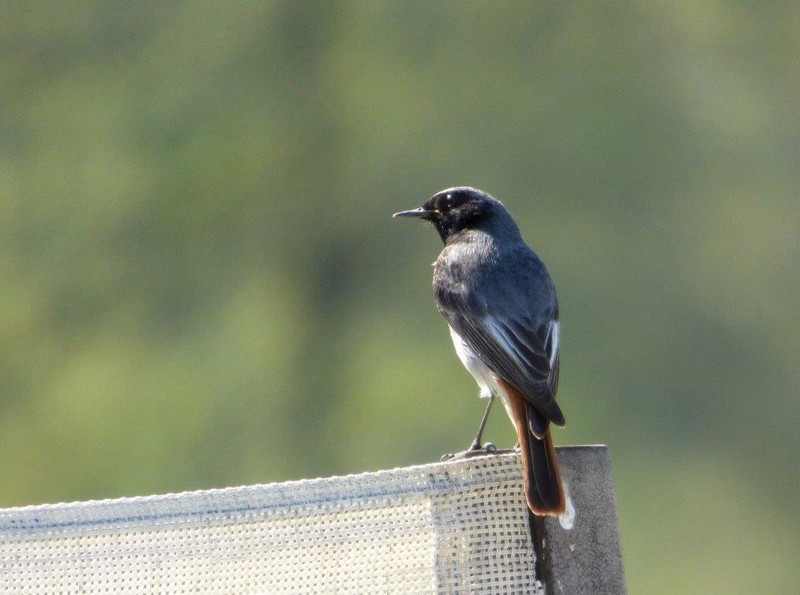 Rouge-Queue_noir__Black_Redstart__Zwarte_Roodstaart.jpg