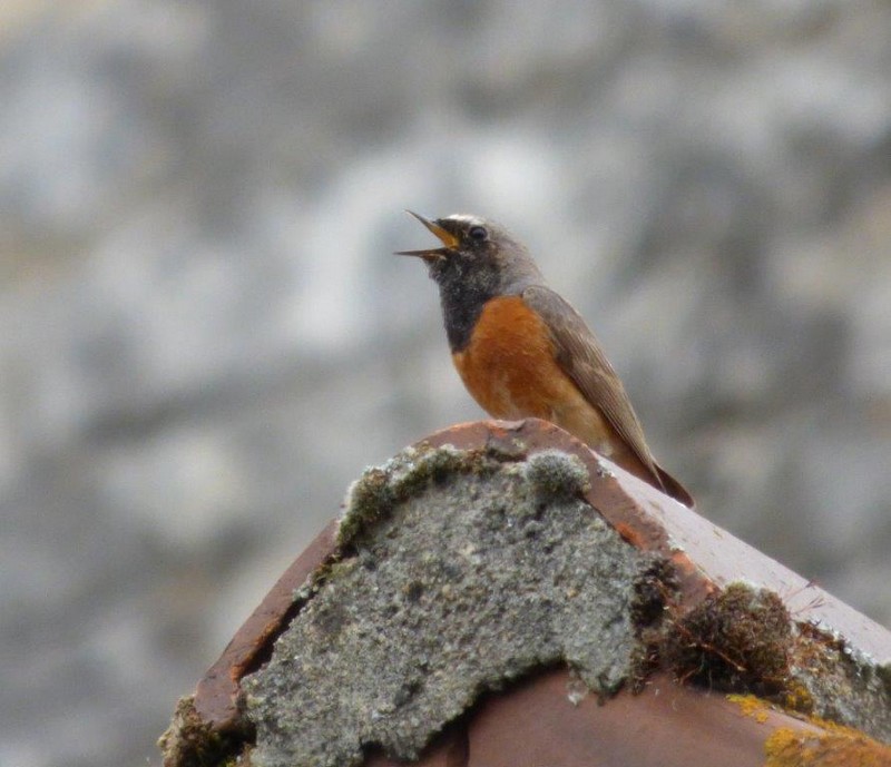 Rouge-queue_a_front_blanc__Redstart__Gekraagde_roodstaart.jpg