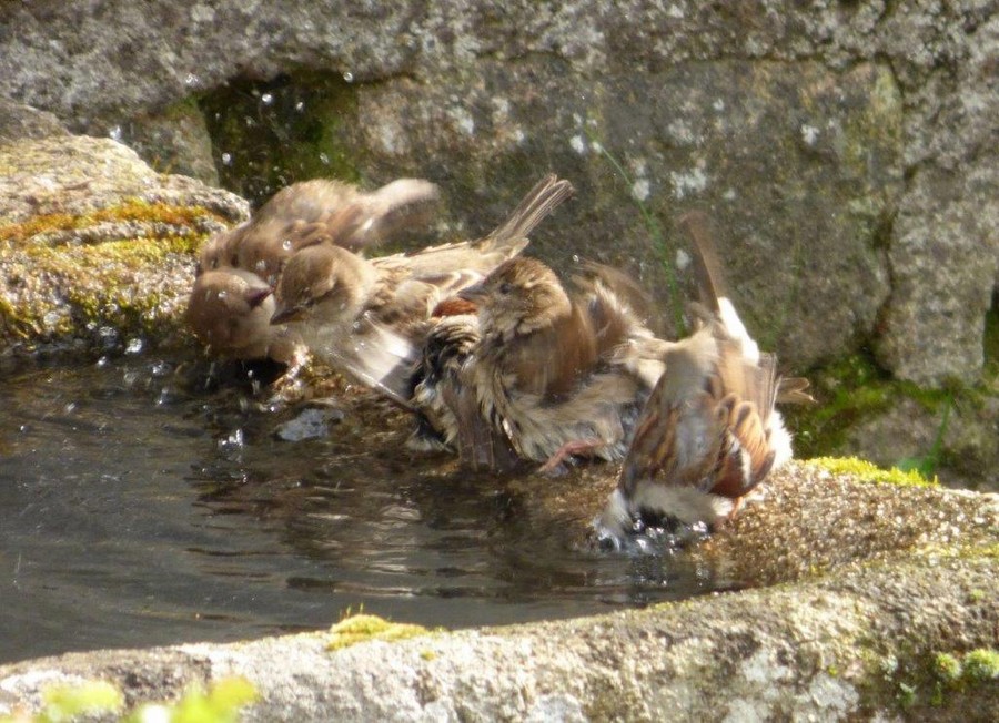 Moineau_aubain.jpg