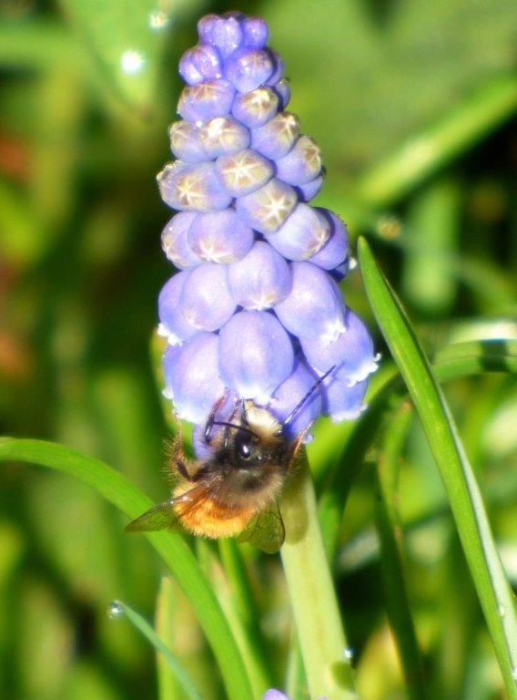 Abeille_sur_muscari.jpg