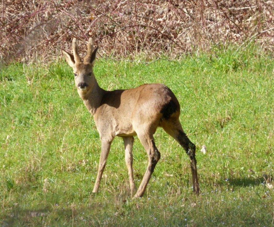 Chevreuil1.jpg