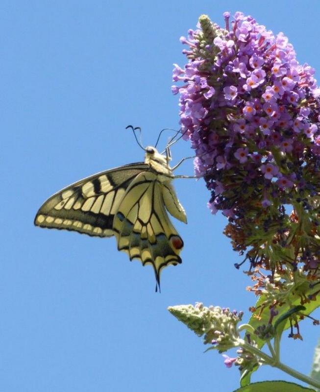 Machaon.jpg