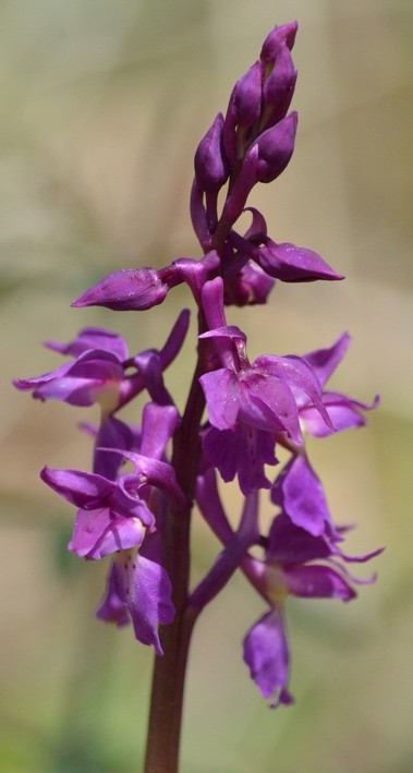 Orchidee.JPG