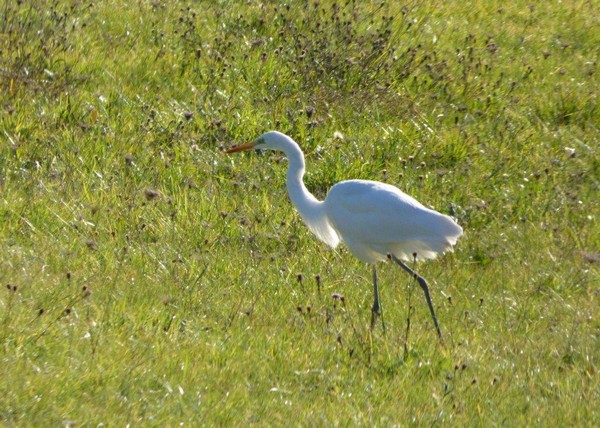 aigrette1.jpg