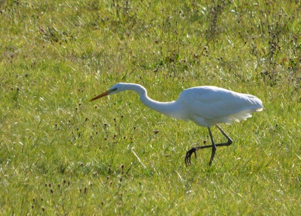 aigrette2.jpg