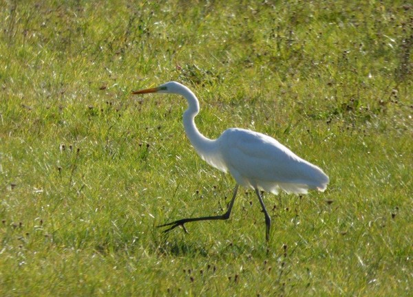 aigrette3.jpg