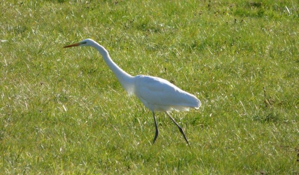 aigrette4.jpg