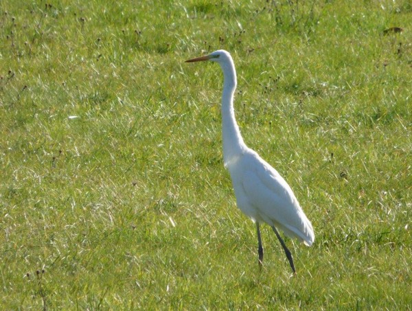 aigrette5.jpg