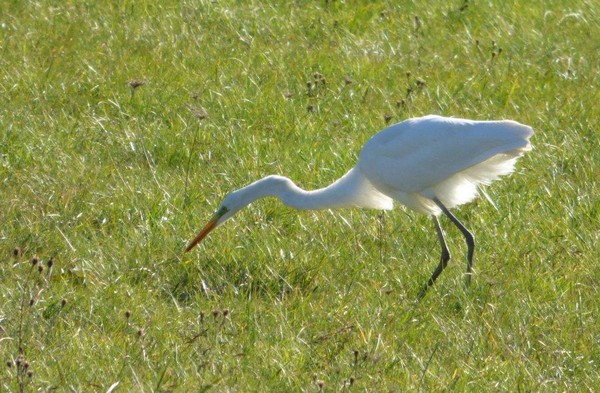 aigrette6.jpg