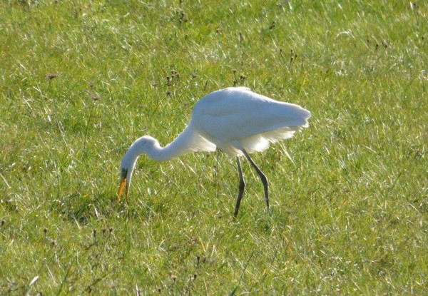 aigrette7.jpg