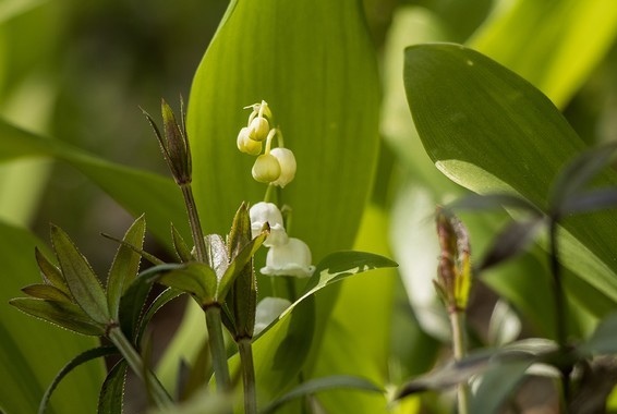 muguet.jpg