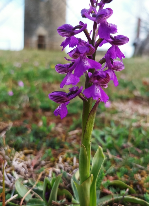 orchidee_bouffon.jpg