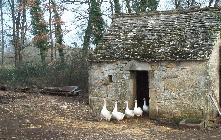 poulaillercanards.jpg