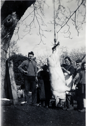 cochon_arbre.jpg